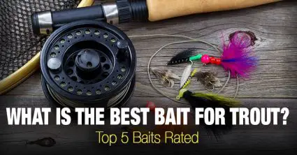 What is the best bait for trout? Top 5 Baits Rated