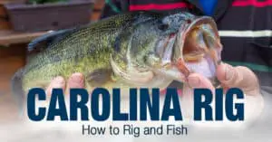 Carolina Rig Fishing: How to Rig and Fish