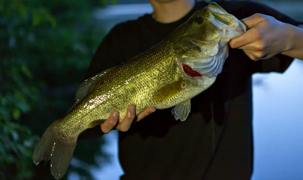 Bass fishing with Texas Rig