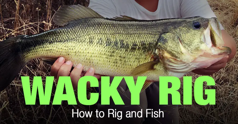Wacky Rig Fishing: How to Setup and Fish
