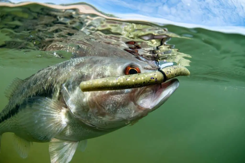 Can You Eat Freshwater Bass?