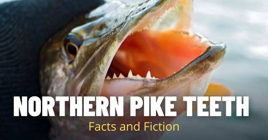 Northern Pike Teeth: Facts and Fiction